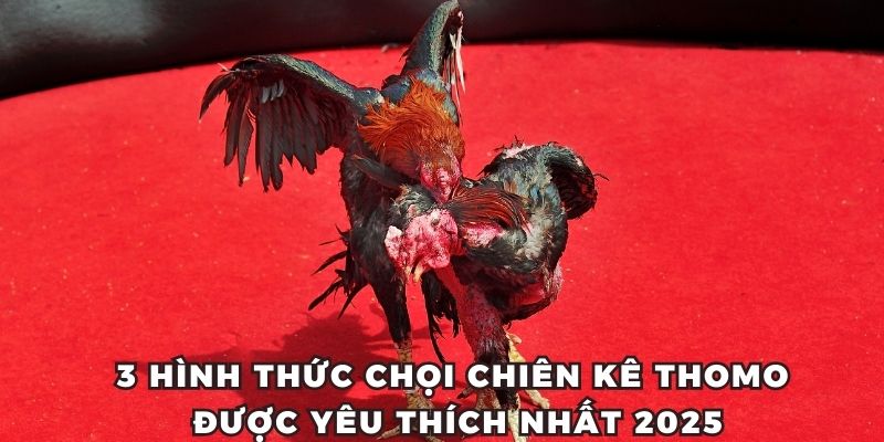 3 hình thức chọi chiên kê Thomo được yêu thích nhất 2025