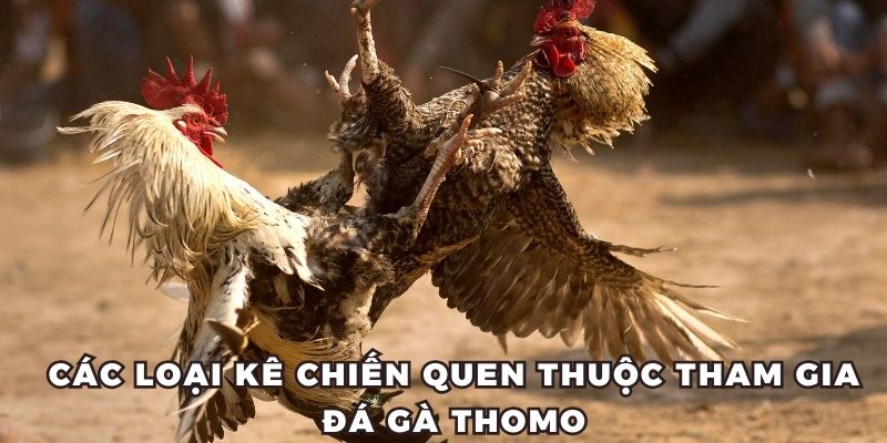 Các loại kê chiến quen thuộc tham gia Đá gà Thomo