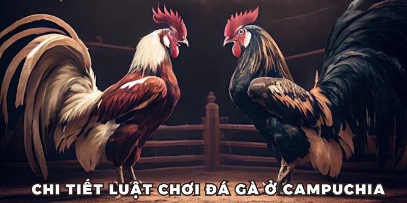Chi tiết luật chơi Đá gà Campuchia