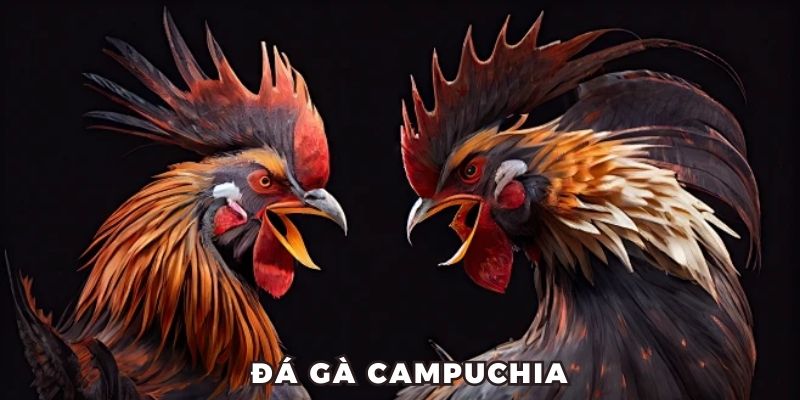Đá Gà Campuchia