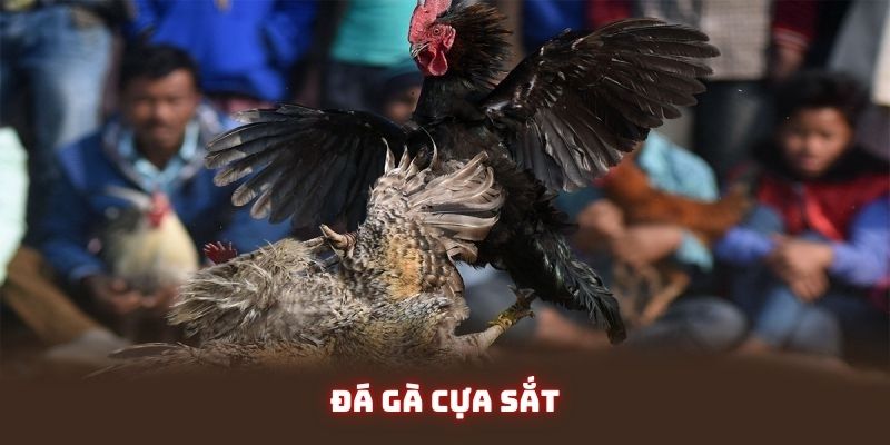 Đá gà cựa sắt