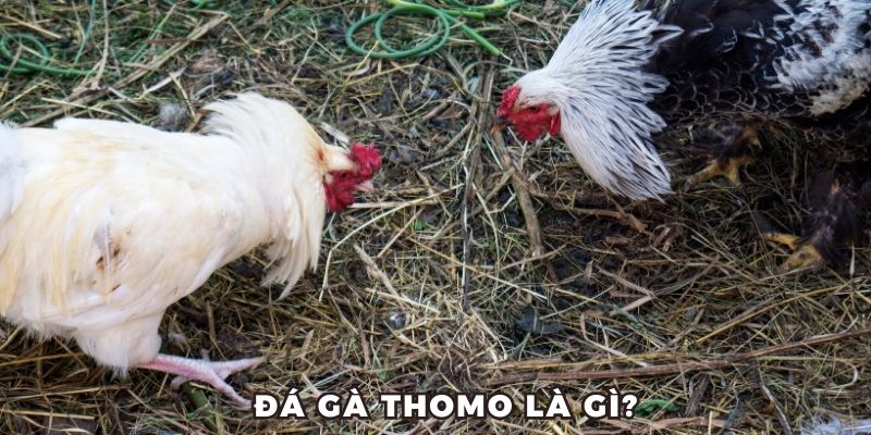 Đá gà THOMO là gì?