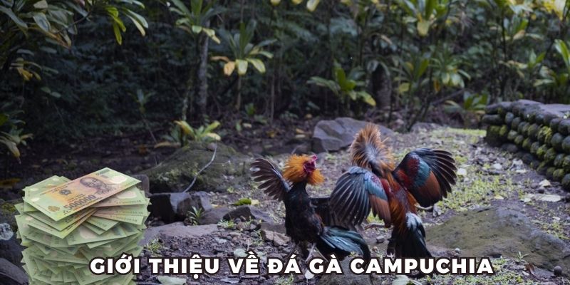 Giới thiệu về Đá gà Campuchia