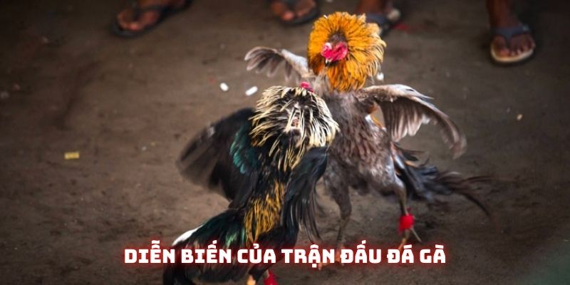 Diễn biến của trận đấu đá gà