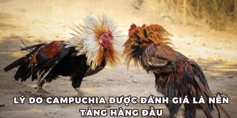 Lý do Đá gà Campuchia được đánh giá là nền tảng hàng đầu